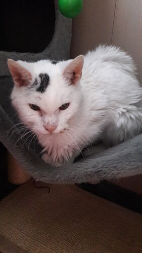 Foto van Muppet