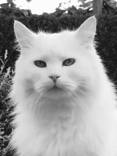 Foto van Jerry