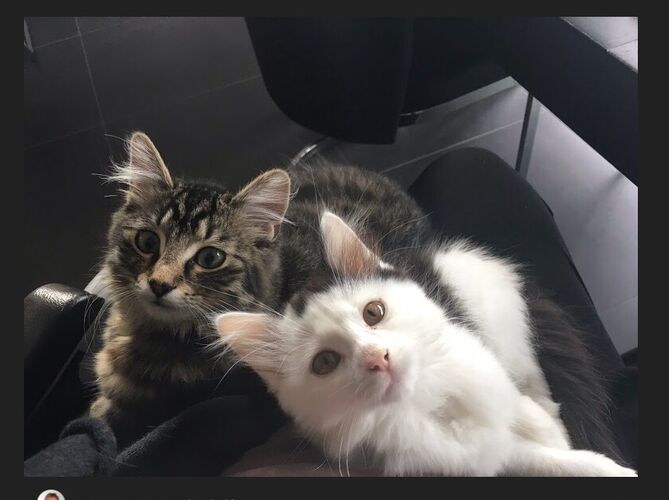 Foto van Scruffy & Obi
