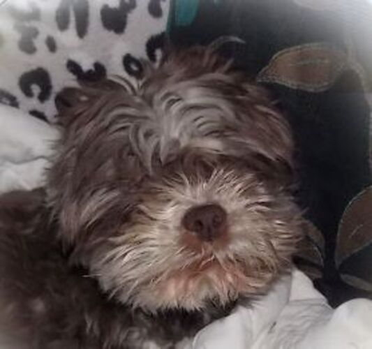 Foto van Benji