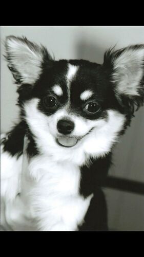 Foto van Chanel