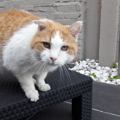 Foto van Frostie