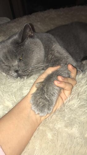 Foto van Grey