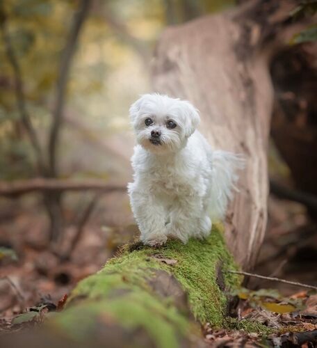 Foto van Dobby