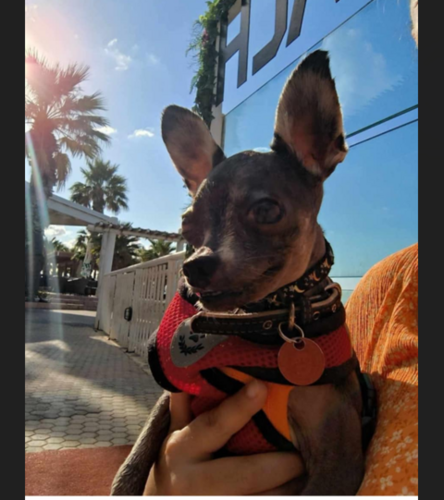 Foto van Stella