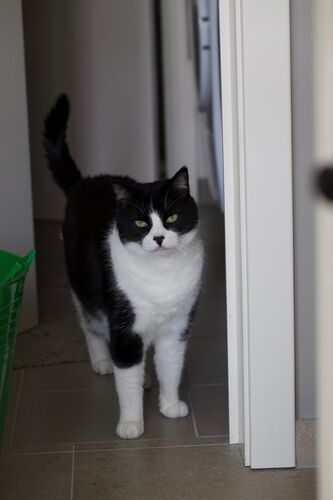 Foto van Felix