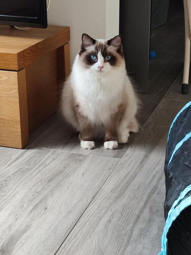 Foto van Tigo