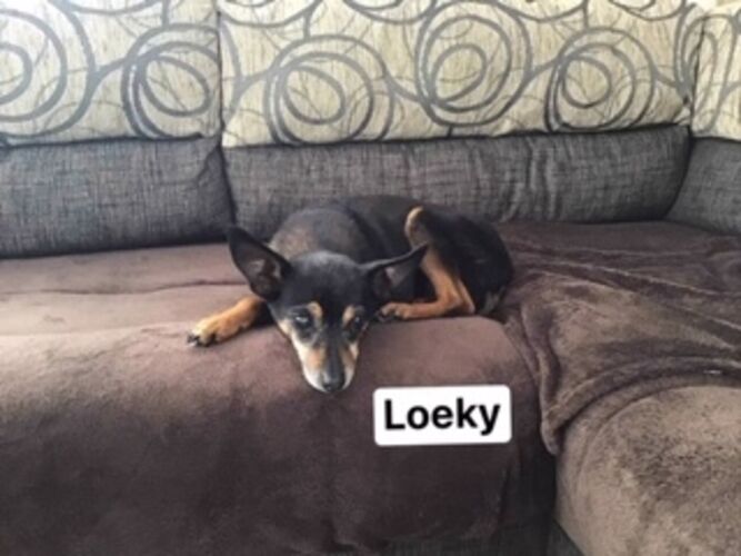 Foto van Loeky