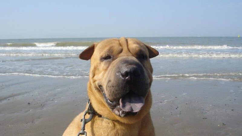 Foto van Max