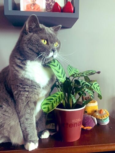 Foto van Peppermint