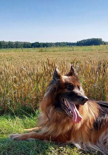 Foto van Rambo